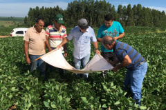 IDR-Paraná apresenta resultados da adoção de boas práticas na produção da soja e inicia o Alerta Ferrugem. Foto: IDR