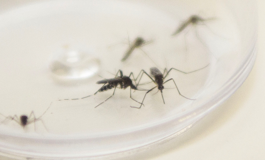 Com Aumento De Casos Paraná Declara Epidemia De Dengue Agência Estadual De Notícias 