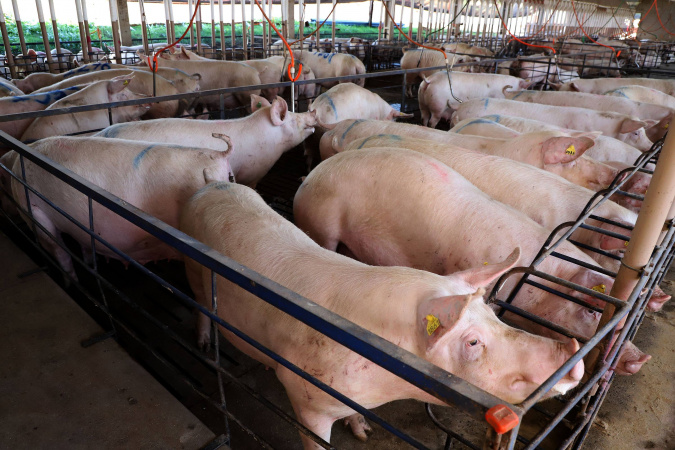 Paraná liderou a importação de suínos de alta genética em 2023, aponta boletim agropecuário