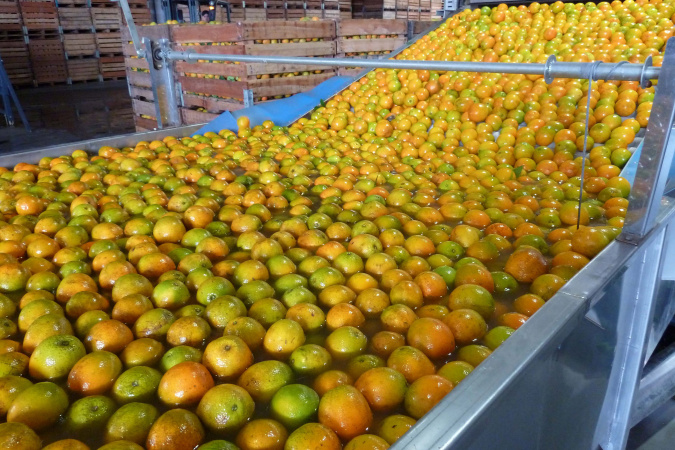 Principal atividade da fruticultura, citricultura ocupa 54% da área plantada no Paraná