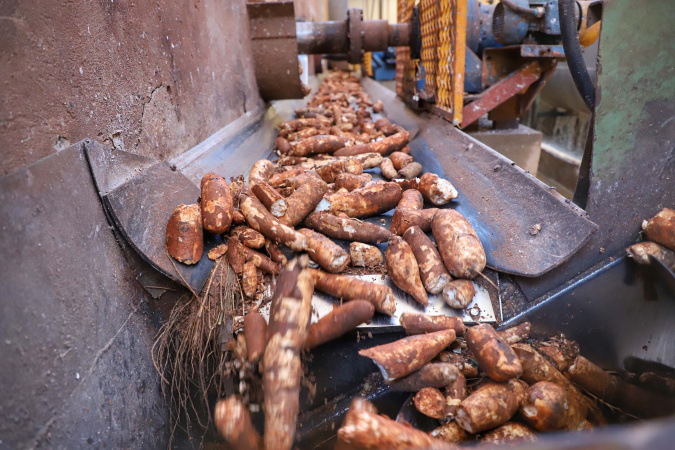 Produção de mandioca deve crescer 6% no Paraná em 2024, projeta boletim do Deral