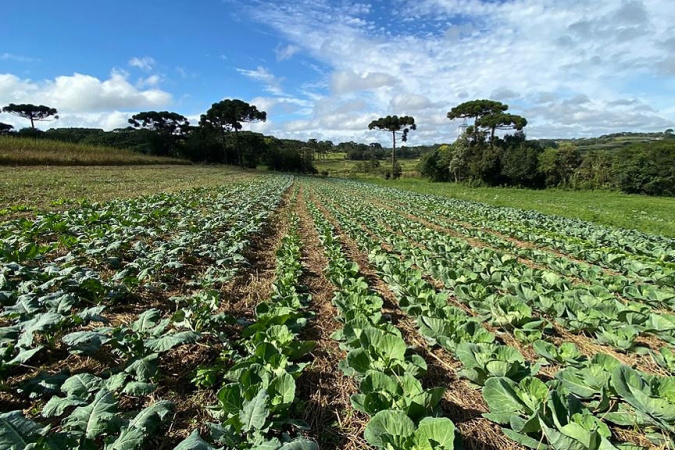 4ª edição do Prêmio Orgulho da Terra inclui boas práticas da Hortifruticultura