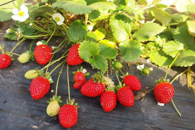 Boletim do Deral analisa variação de preços das frutas vendidas nas Ceasas do Paraná